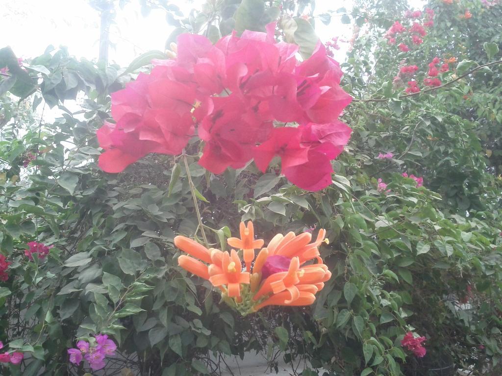 Jheelam Homestay Bhopal Luaran gambar